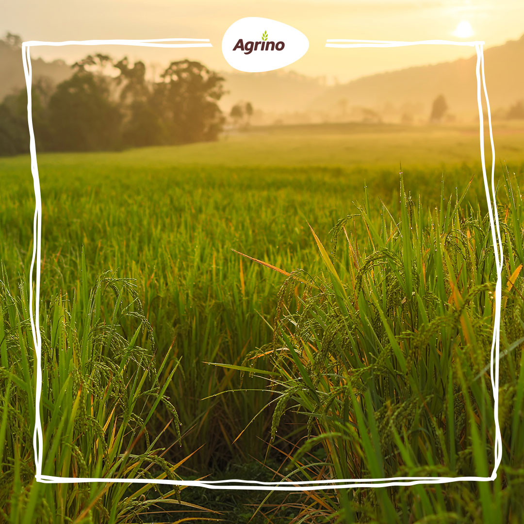 Agrino_logo 3